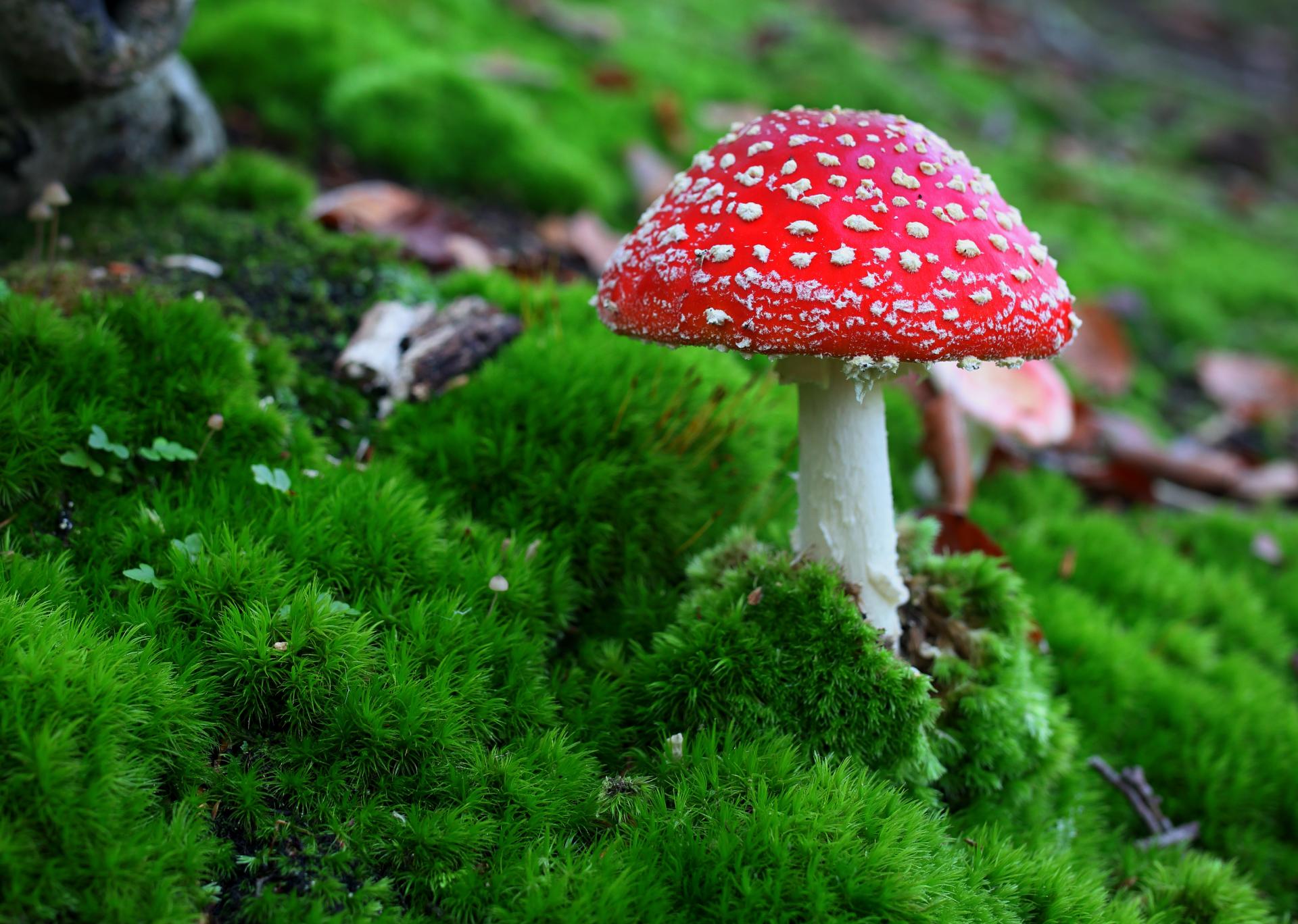 Champignon amanite