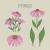 Echinacea purpurea, l’Echinacée pourpre