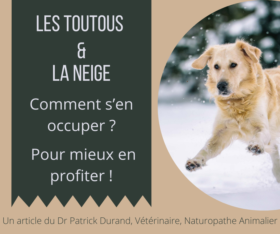 Les toutous a la neige