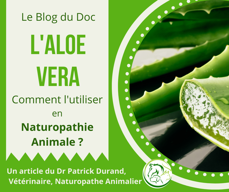 L'Aloe Vera en Naturopathie Animale