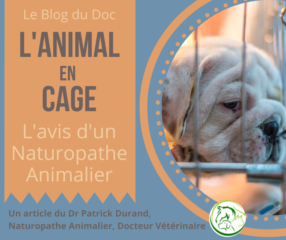 L'Animal en cage - Avis d'un Naturopathe Animalier