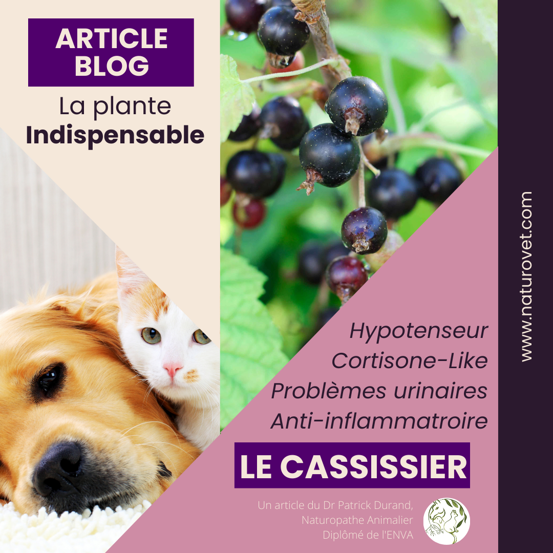 Le cassissier en phytothérapie, une plante exceptionnelle !