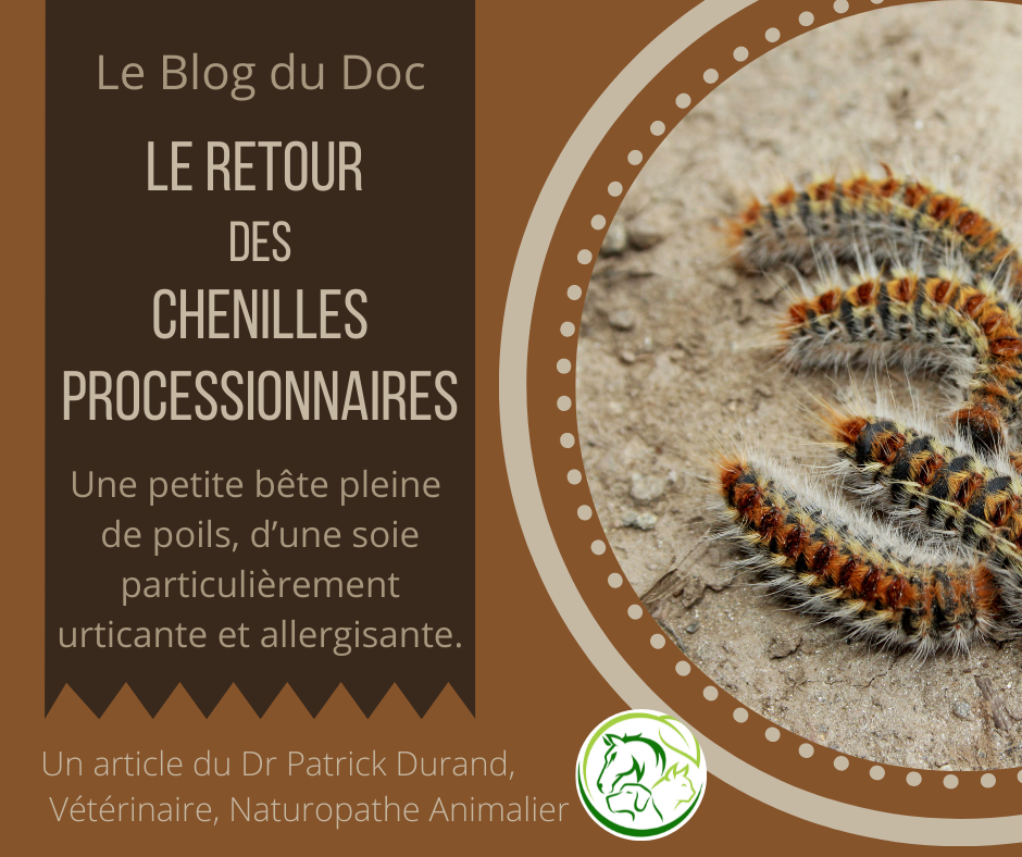 Chenilles processionnaires