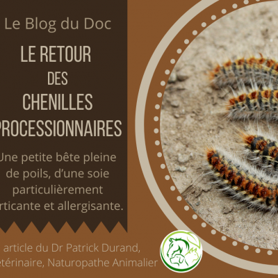 Chenilles processionnaires
