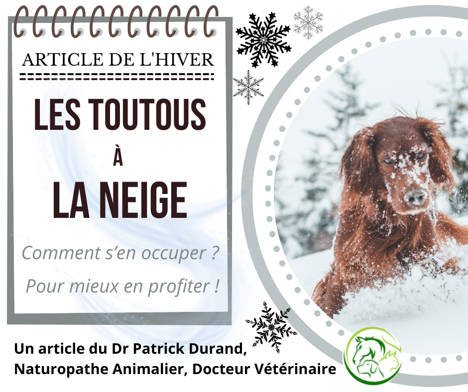 Chien a la neige 2023