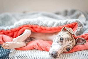 Chien depression naturopathie