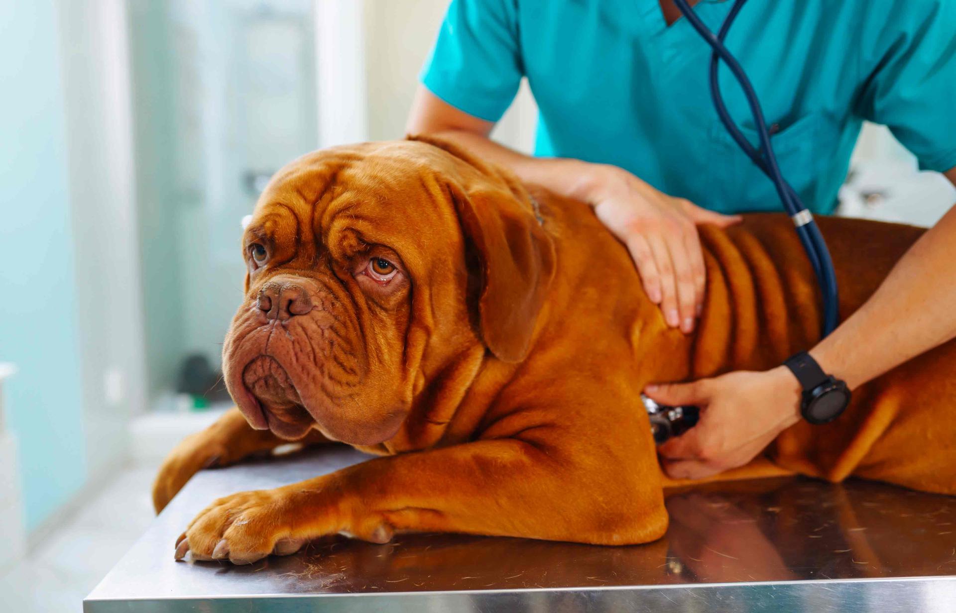 Chien malade 1