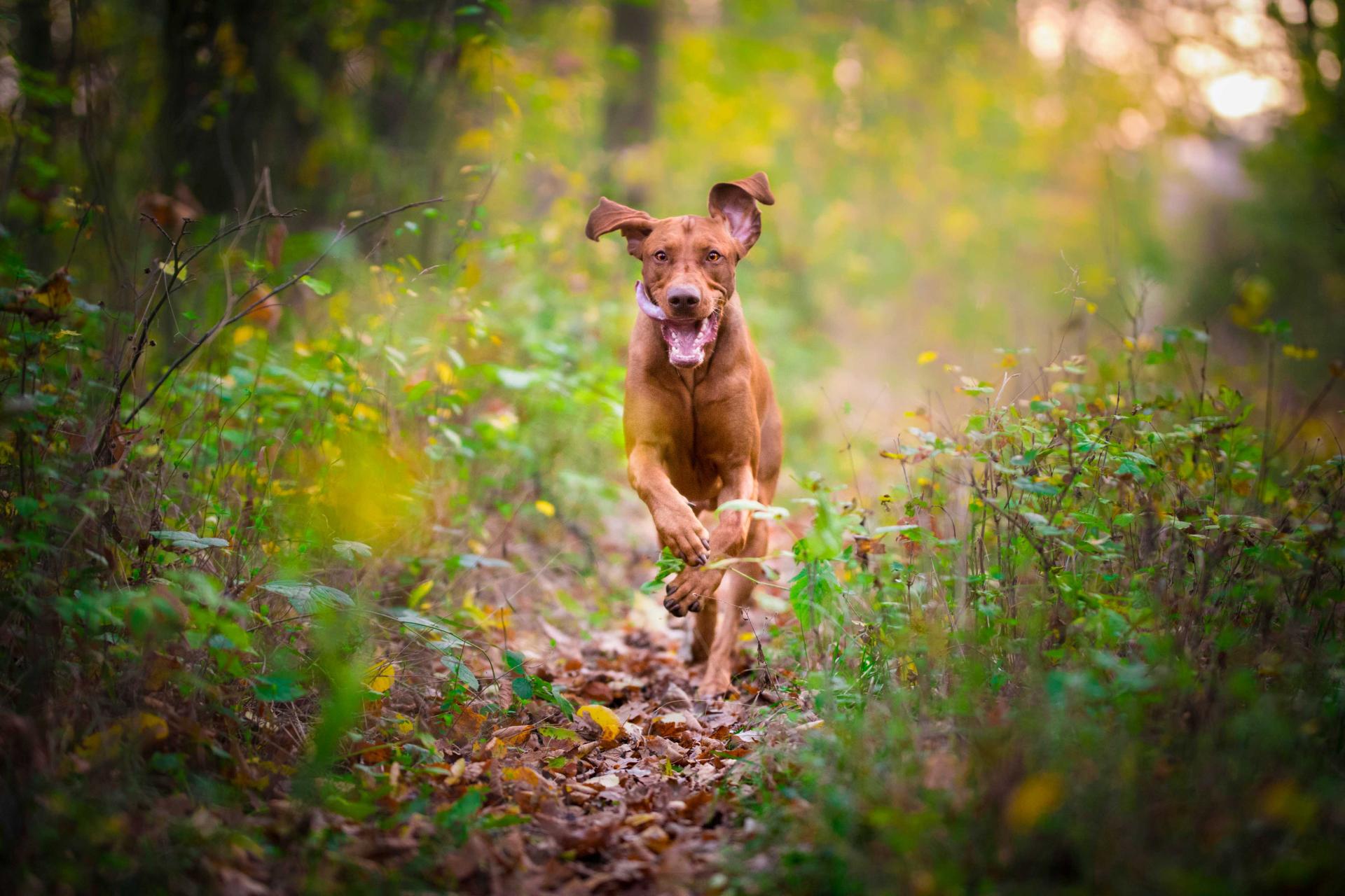 Chien vitalite