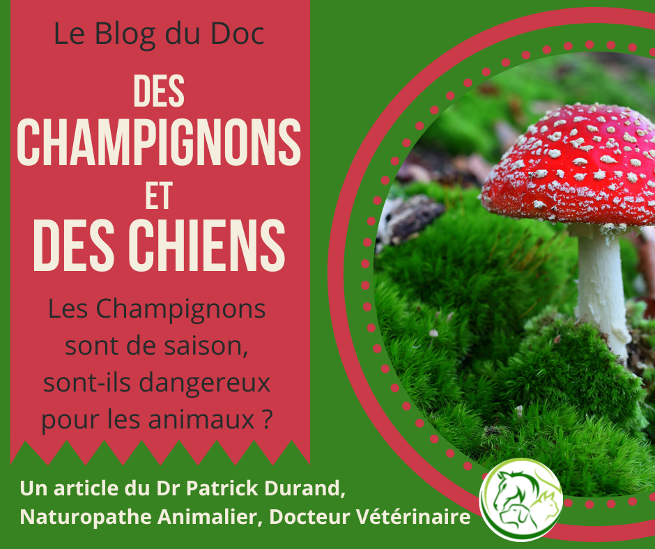 Des Champignons et des Chiens