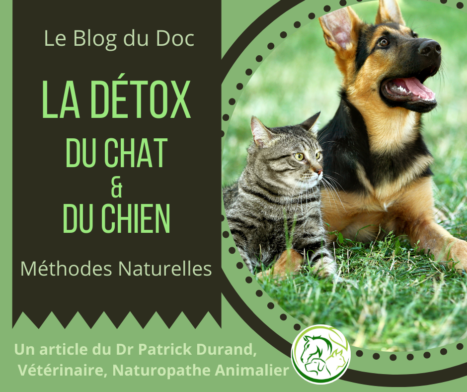 Detox du chat et du chient