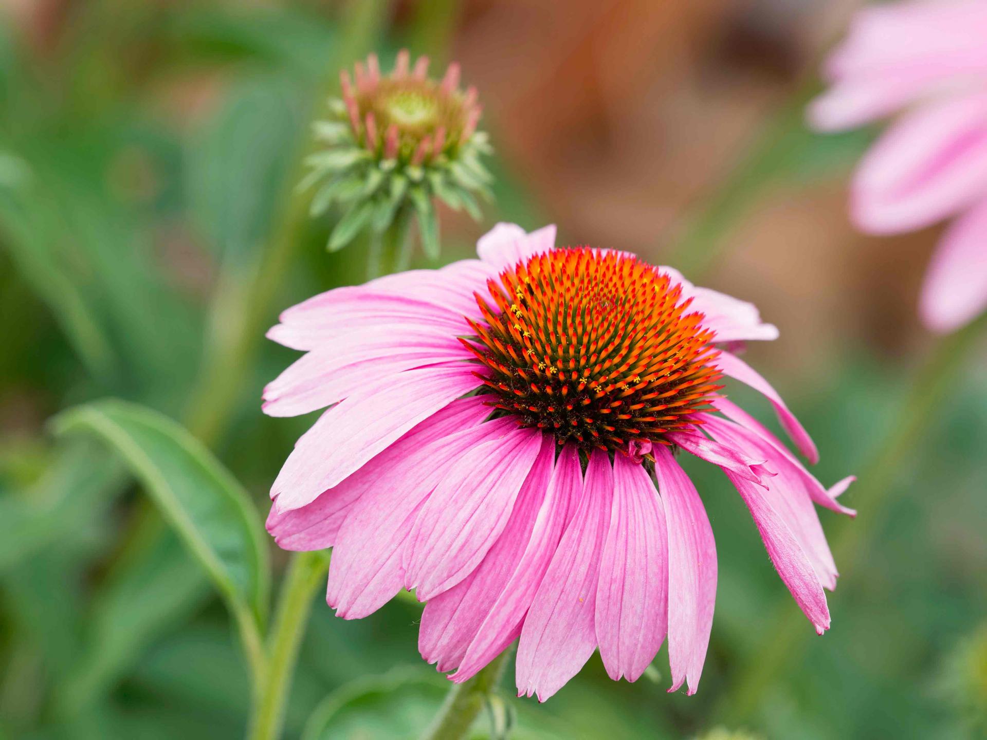 Echinacea pourpre
