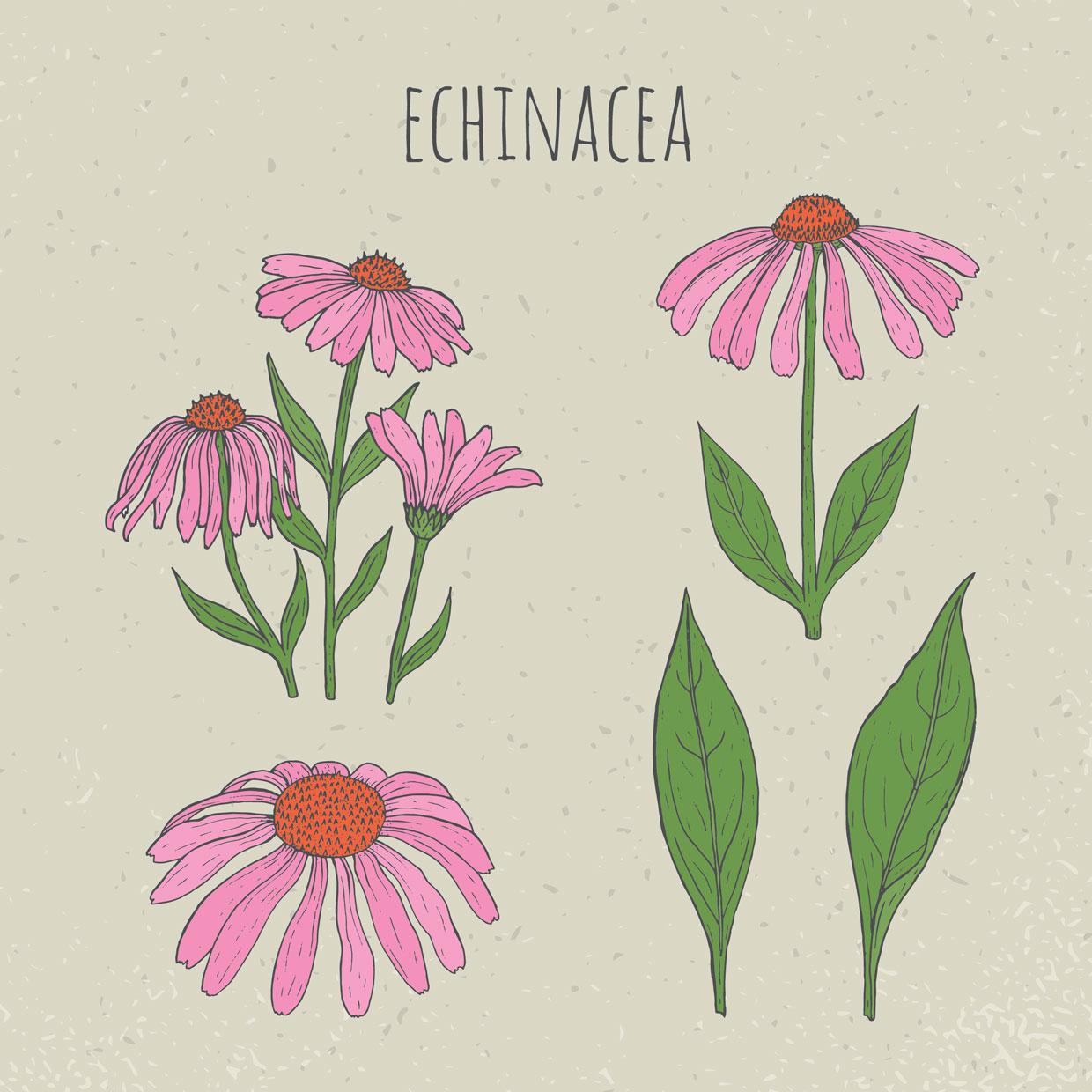 Echinacea purpurea, l’Echinacée pourpre