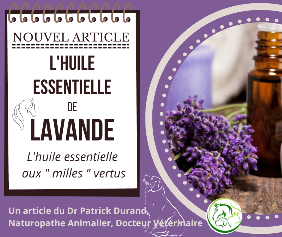 L'huile essentielle de lavande en naturopathie animale