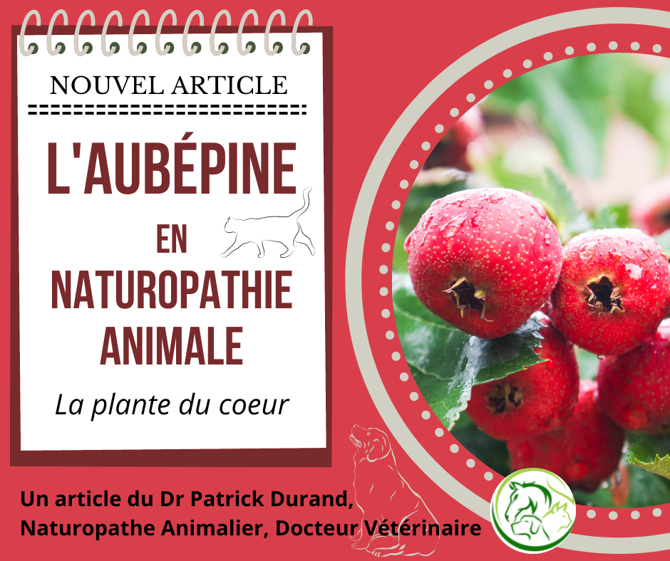 L'Aubépine en Naturopathie Animale