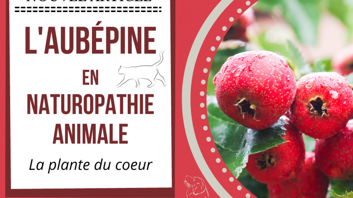 L aube pine 2