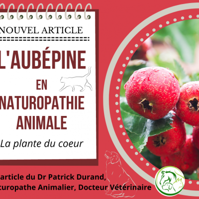 L aube pine 2