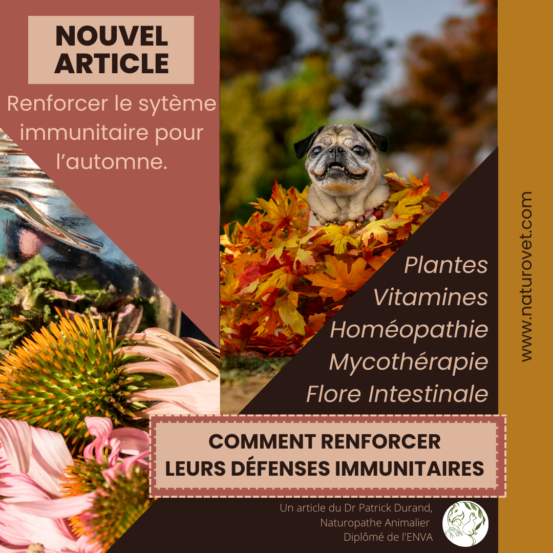 Comment renforcer les défenses immunitaires de vos animaux