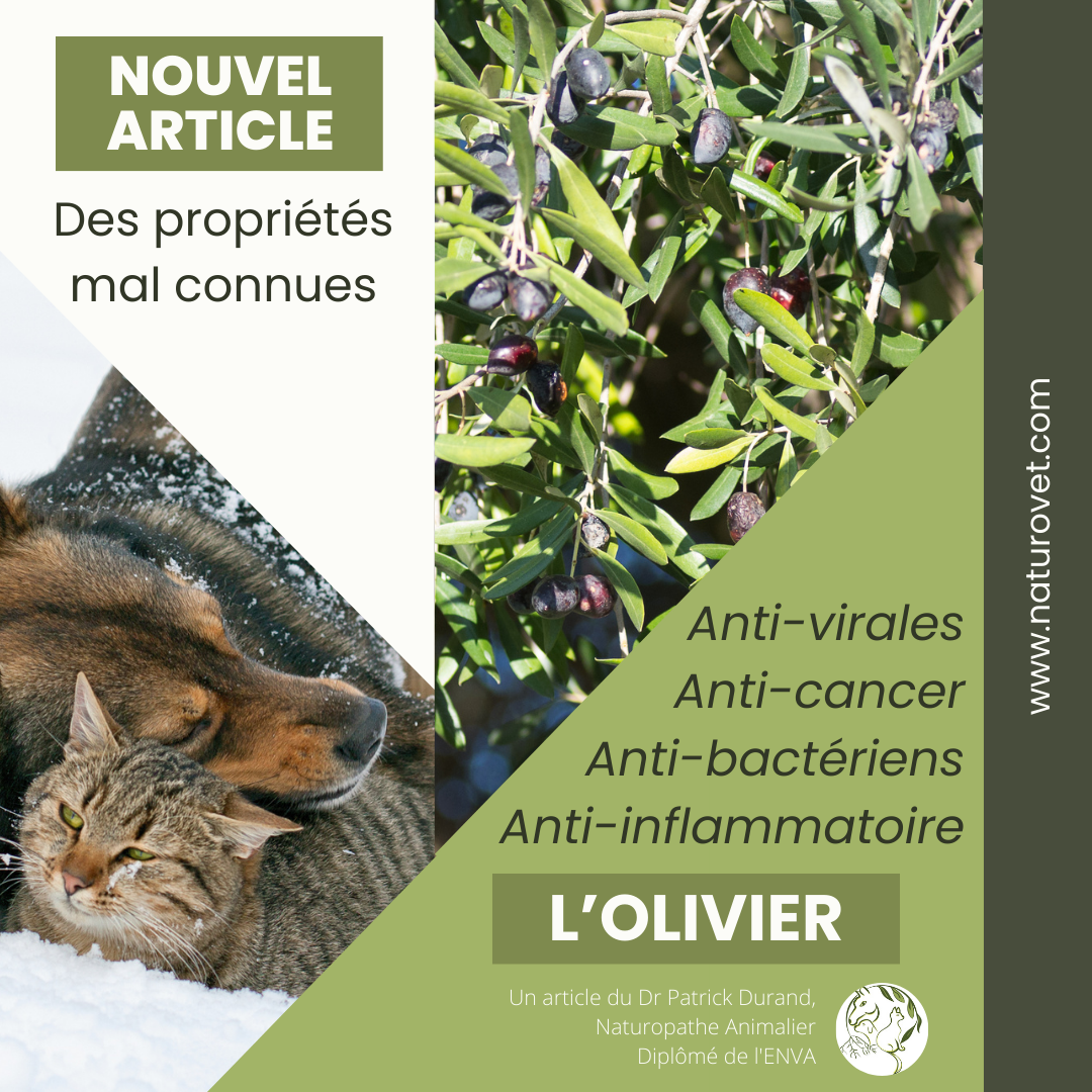 L'Olivier, comment l'utiliser en Naturopathie Animale ?