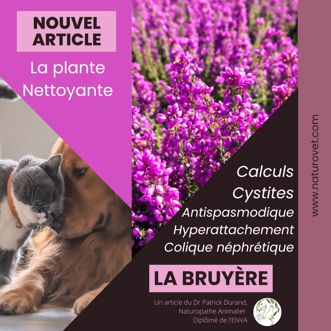 La bruyère, plante de caractère - la plante des problèmes urinaires