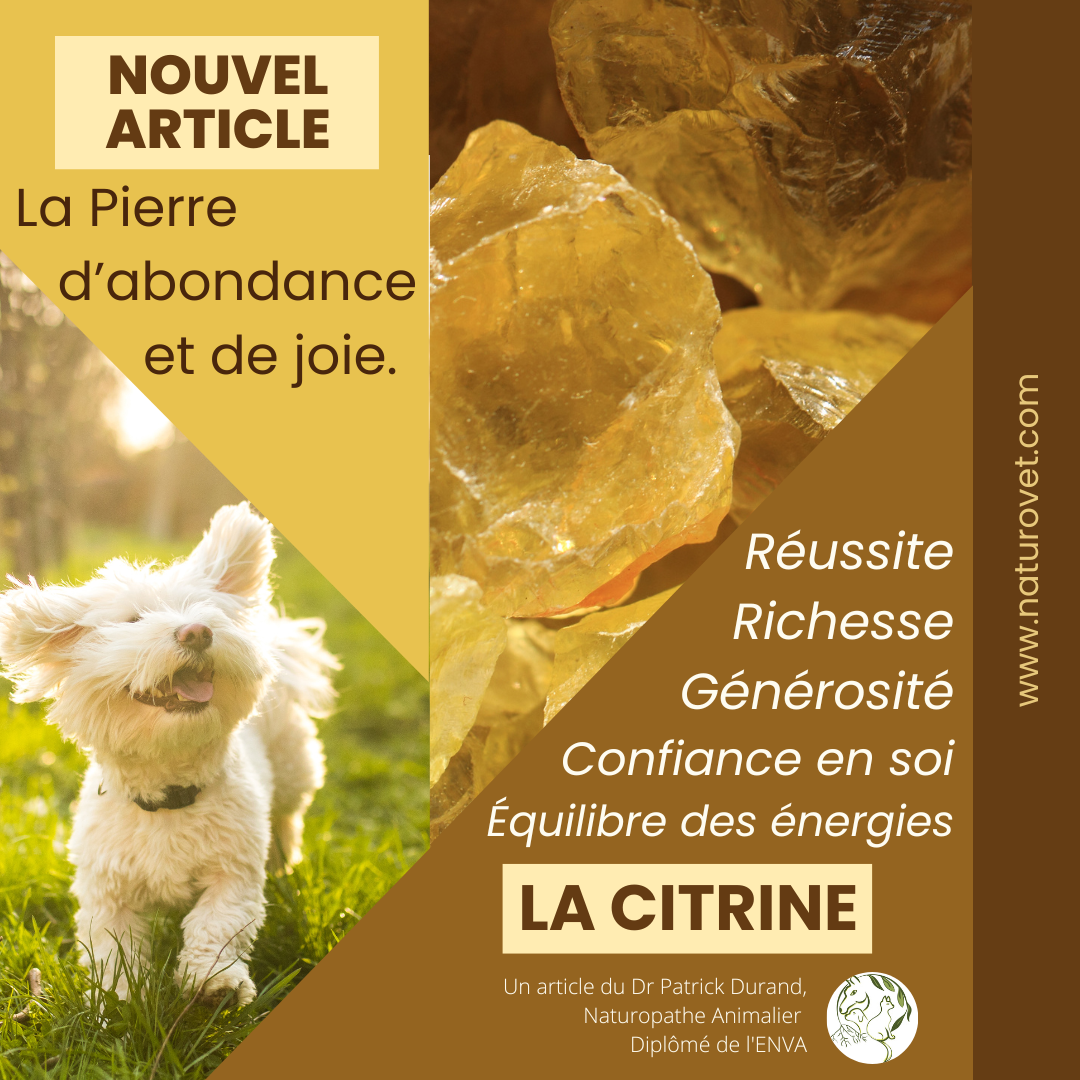 La  Citrine, pierre d’abondance et de joie : naturopathie animale