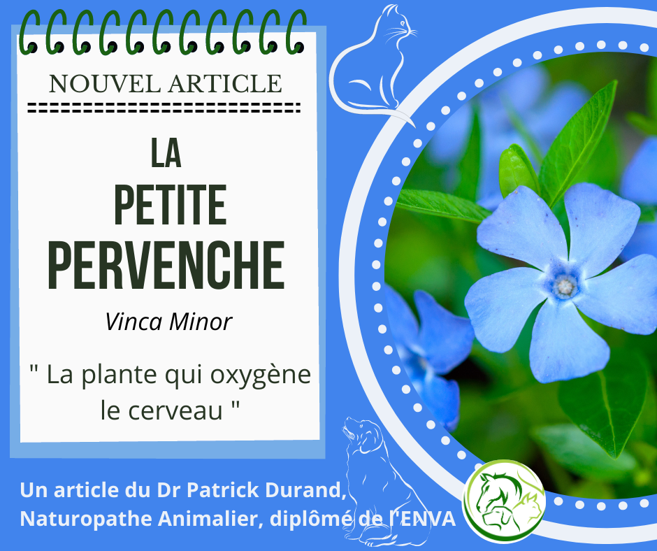 La petite pervenche en naturopathie animale