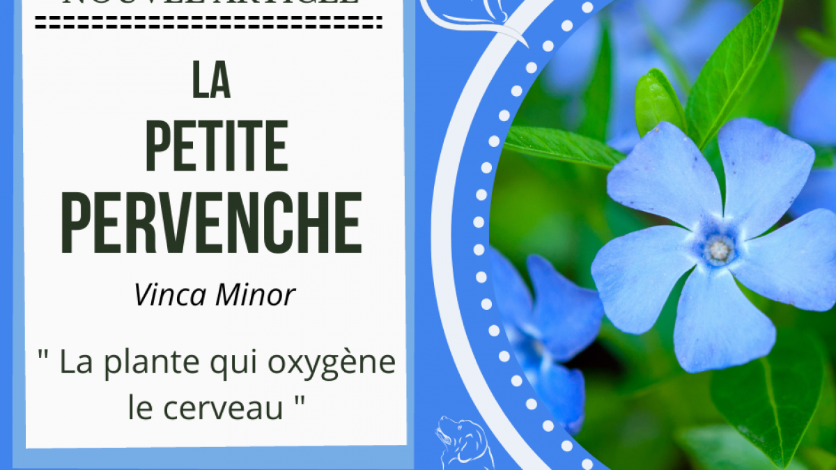 La petite pervenche en naturopathie animale