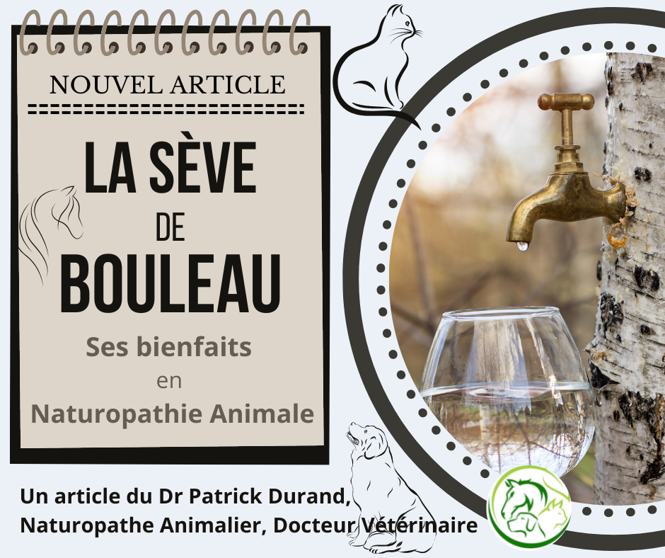 La sève de bouleau en naturopathie animale