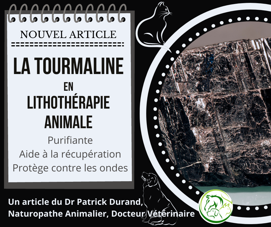 La tourmaline en lithothérapie animale