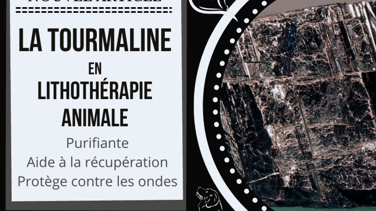 La tourmaline en lithothérapie animale