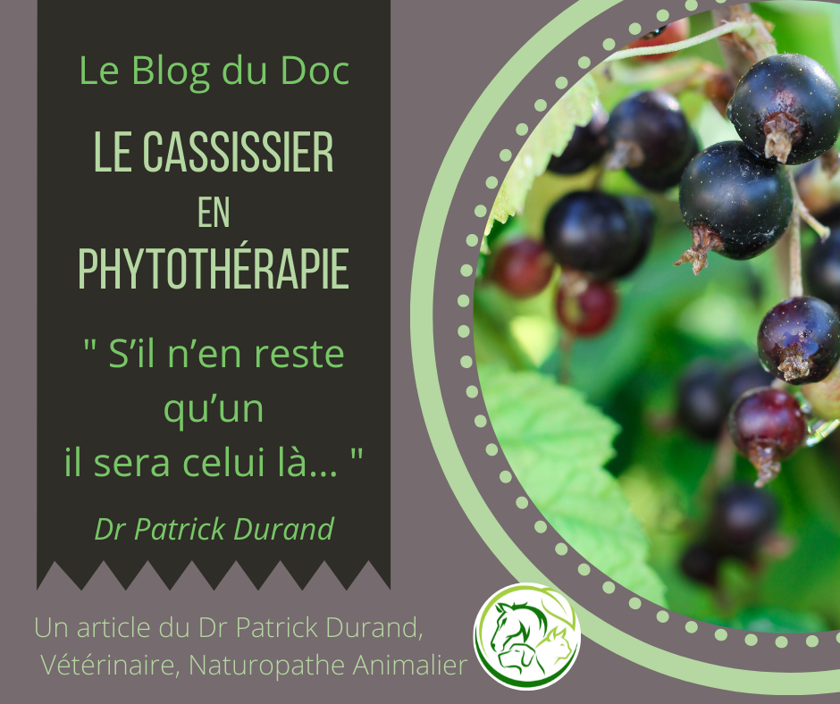 Le cassissier en phytotherapie