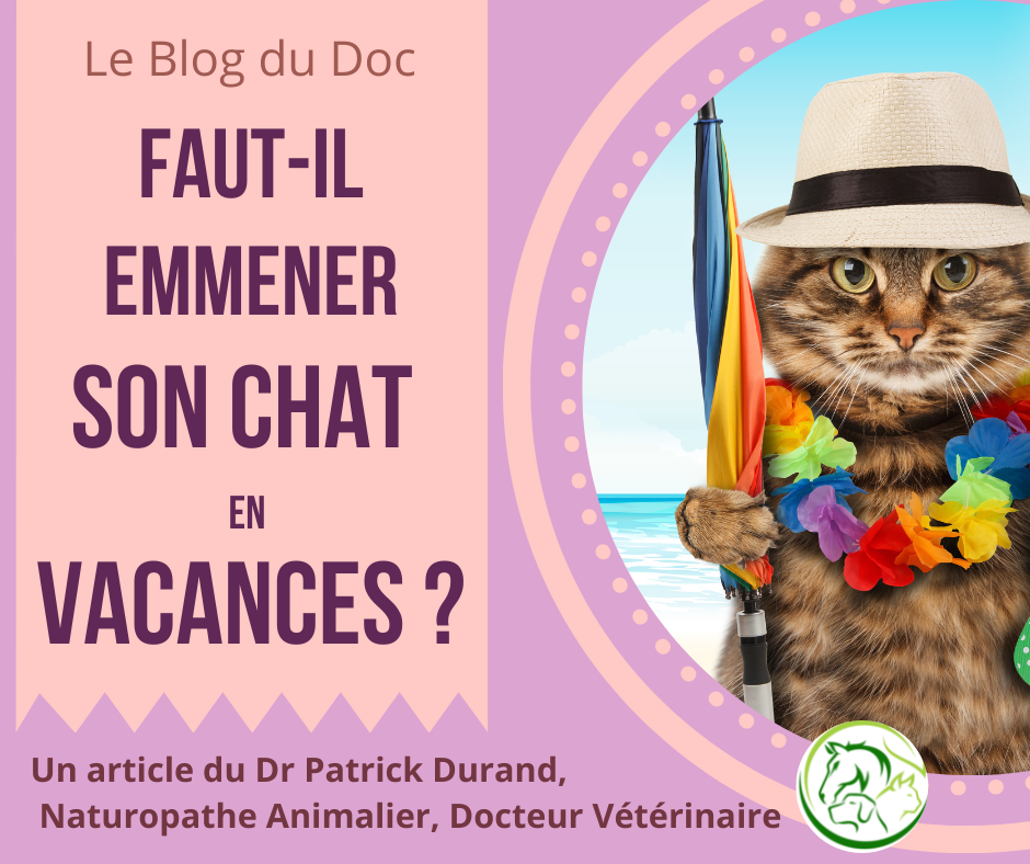 Le chat en vacances