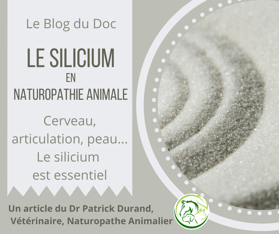 Le silicium