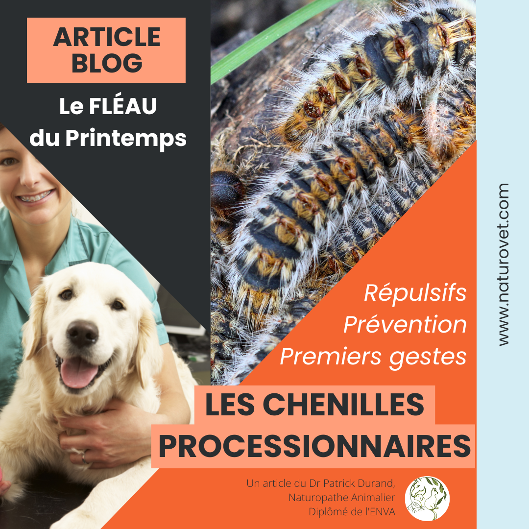 Les chenilles processionnaires