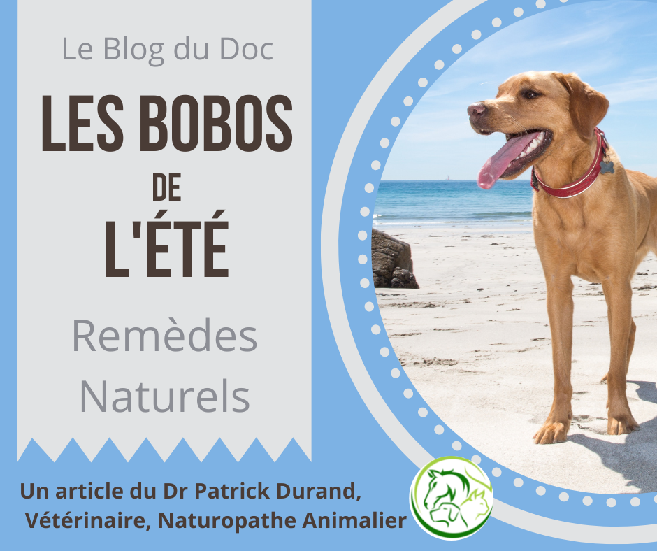 Les dangers de l'été - Les remèdes naturels