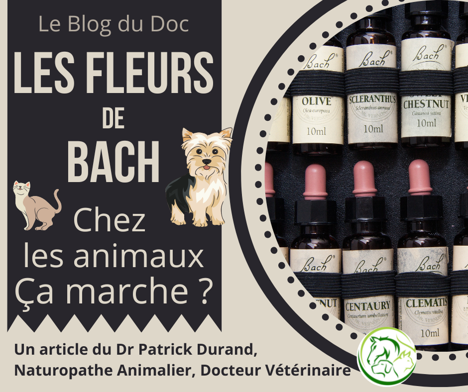 Les Fleurs de Bach chez les animaux, ça marche ?