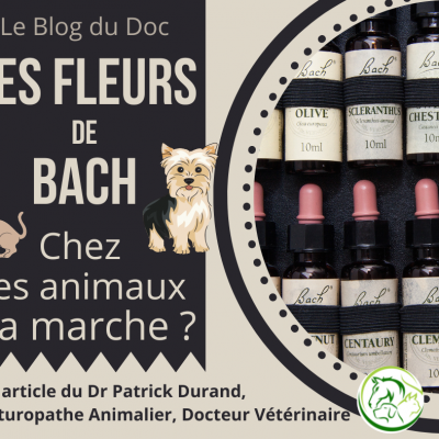 Les fleurs de bach