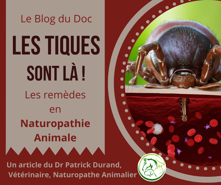 Les tiques sont la