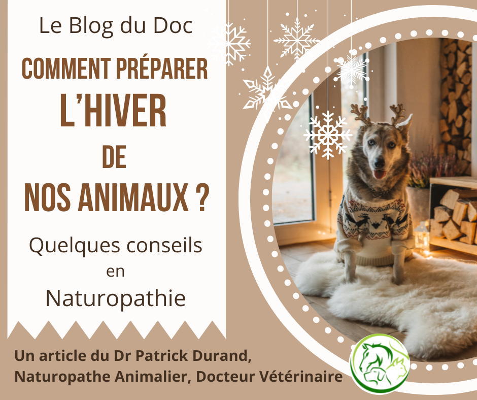 Comment préparer l’hiver de nos animaux ? Quelques conseils en Naturopathie.