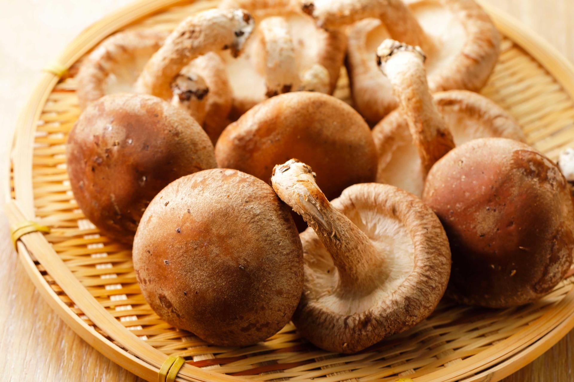 Shitake