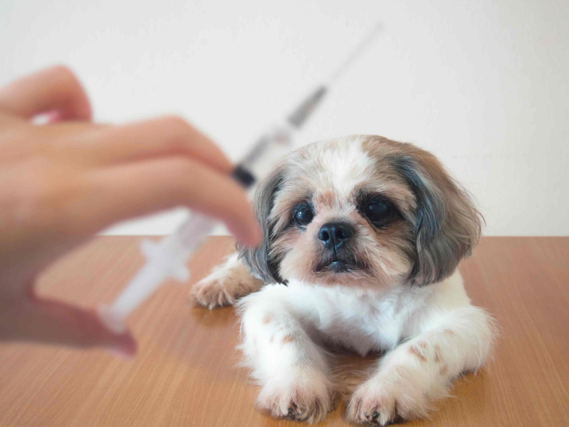 Vaccin chien